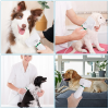 Pet hair comb Dog  hair dryer 2 and 1 pet supplies Pet hair Dryer with Slicker Brush; pet grooming