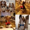 Dogs Accessories Pet Kawaii Dog Necklace Adjustable Strap for Dog Collar Pet Dog Bow Tie Puppy Bow Ties Dog Pet Supplies