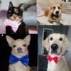 Dogs Accessories Pet Kawaii Dog Necklace Adjustable Strap for Dog Collar Pet Dog Bow Tie Puppy Bow Ties Dog Pet Supplies